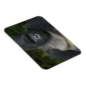 Berg Gorilla und Silverback Magnet (Rechte Seite)