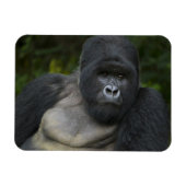 Berg Gorilla und Silverback Magnet (Horizontal)