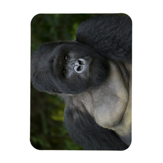 Berg Gorilla und Silverback Magnet (Vertikal)