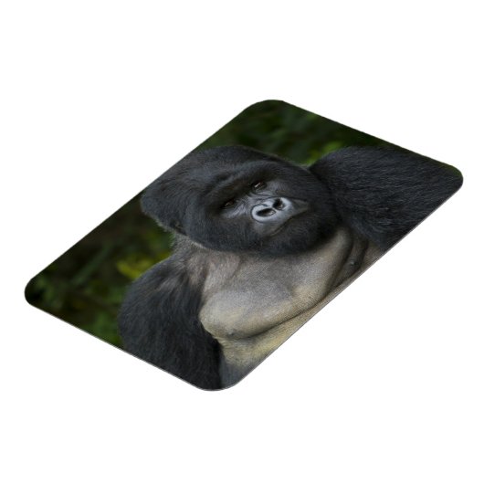 Berg Gorilla und Silverback Magnet (Linke Seite)