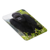 Berg Gorilla und Silverback Magnet (Rechte Seite)