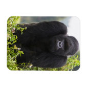 Berg Gorilla und Silverback Magnet (Horizontal)
