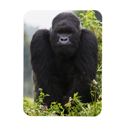 Berg Gorilla und Silverback Magnet (Vertikal)