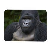 Berg Gorilla und Silverback Magnet (Horizontal)