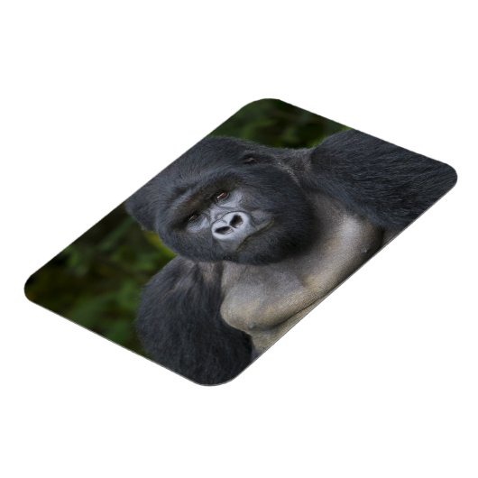 Berg Gorilla und Silverback Magnet (Linke Seite)