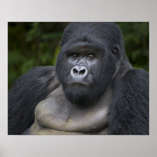 Berg Gorilla und Silverback Poster (Vorne)