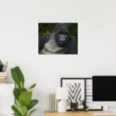 Berg Gorilla und Silverback Poster (Heimbüro)