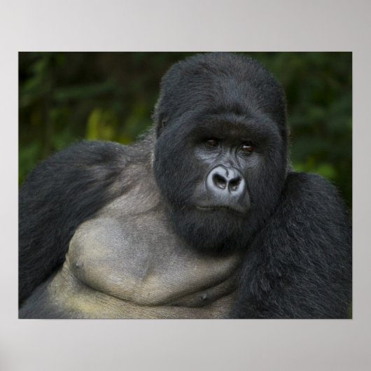 Berg Gorilla und Silverback Poster (Vorne)