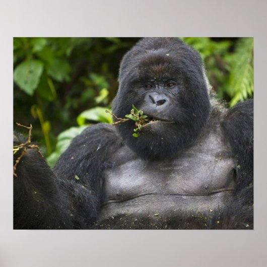 Berg Gorilla und Silverback Poster (Vorne)