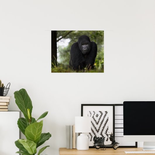 Berg Gorilla und Silverback Poster (Heimbüro)