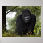Berg Gorilla und Silverback Poster (Vorne)