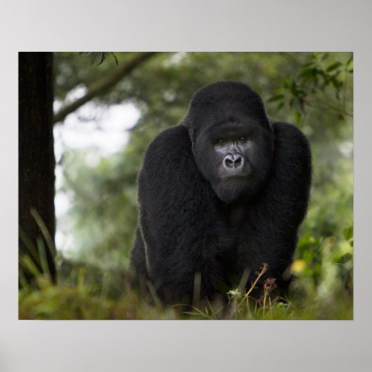 Berg Gorilla und Silverback Poster (Vorne)
