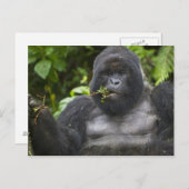 Berg Gorilla und Silverback Postkarte (Vorne/Hinten)