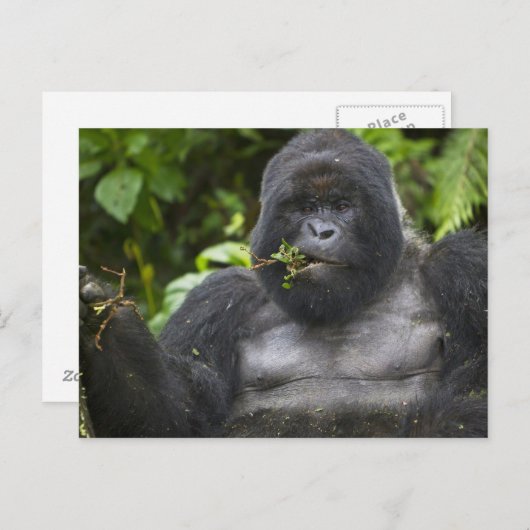 Berg Gorilla und Silverback Postkarte (Vorne/Hinten)