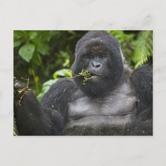 Berg Gorilla und Silverback Postkarte (Vorderseite)