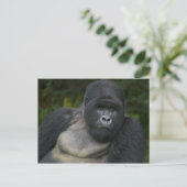 Berg Gorilla und Silverback Postkarte (Stehend Vorderseite)