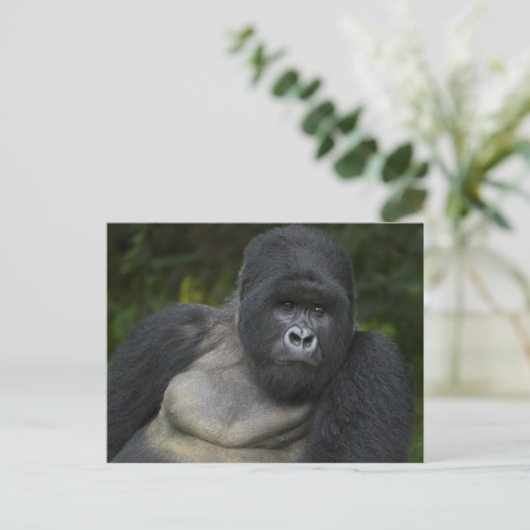 Berg Gorilla und Silverback Postkarte (Stehend Vorderseite)