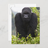 Berg Gorilla und Silverback Postkarte (Vorne/Hinten)
