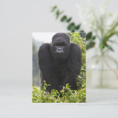 Berg Gorilla und Silverback Postkarte (Stehend Vorderseite)
