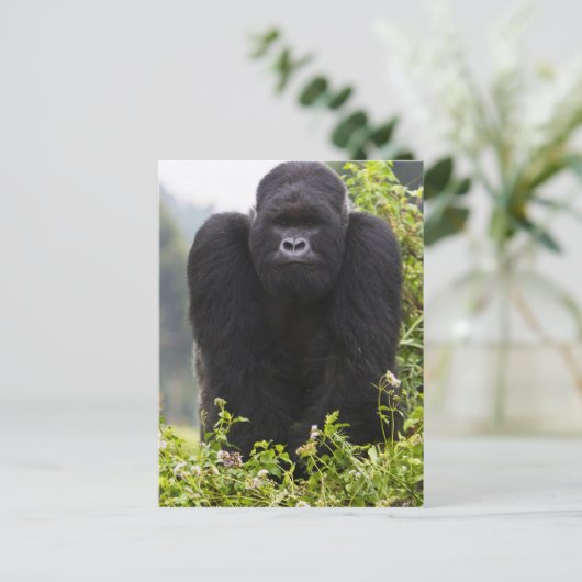 Berg Gorilla und Silverback Postkarte (Stehend Vorderseite)