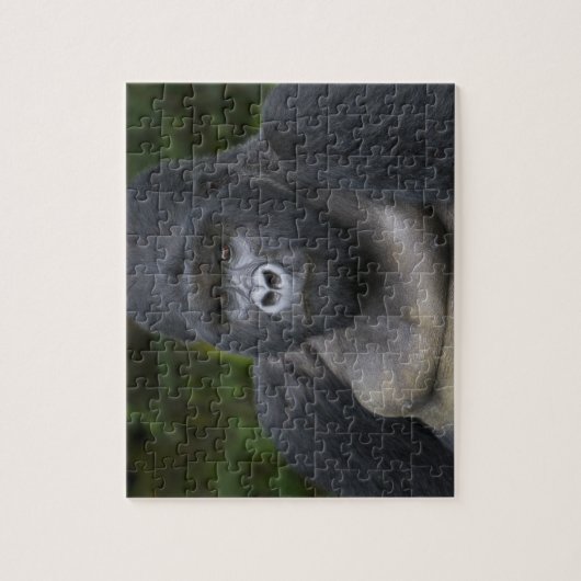 Berg Gorilla und Silverback Puzzle (Vertikal)