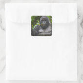 Berg Gorilla und Silverback Quadratischer Aufkleber (Tasche)