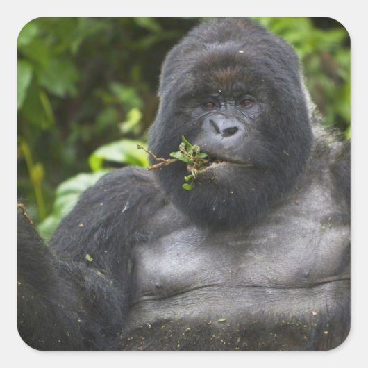 Berg Gorilla und Silverback Quadratischer Aufkleber (Vorderseite)