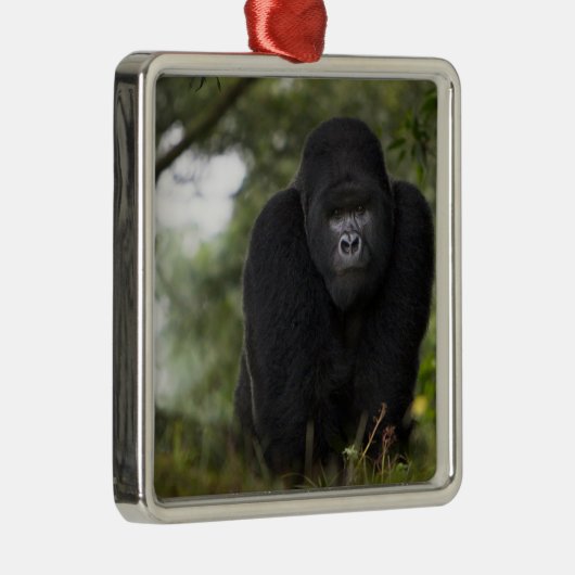 Berg Gorilla und Silverback Silbernes Ornament (Rechts)