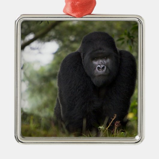 Berg Gorilla und Silverback Silbernes Ornament (Vorne)