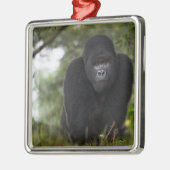Berg Gorilla und Silverback Silbernes Ornament (Links)