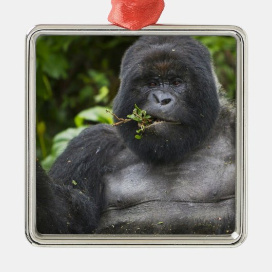 Berg Gorilla und Silverback Silbernes Ornament (Vorne)