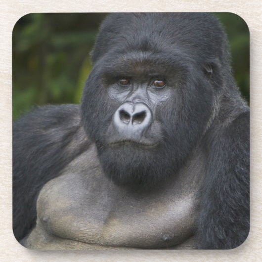 Berg Gorilla und Silverback Untersetzer (Vorderseite)