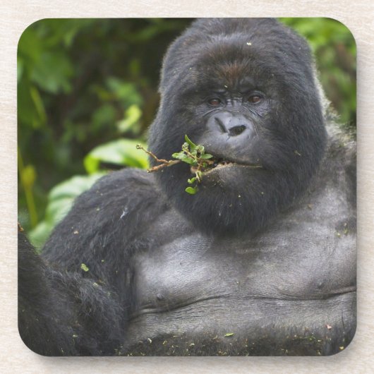 Berg Gorilla und Silverback Untersetzer (Vorderseite)