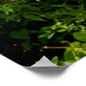 Berg Laurel bei Sonnenaufgang Poster (Ecke)