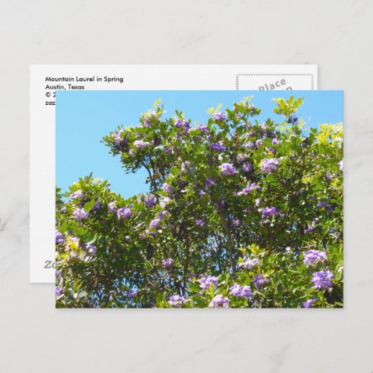 Berg Laurel im Frühling Postkarte (Vorne/Hinten)