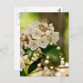 Berg Laurel in Blüte Postkarte (Vorne/Hinten)