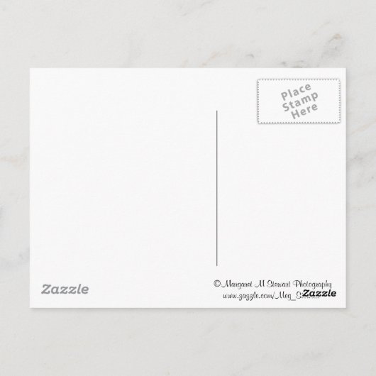 Berg Laurel in Blüte Postkarte (Rückseite)