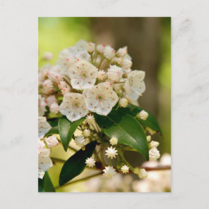 Berg Laurel in Blüte Postkarte
