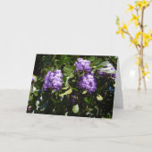 Berg Laurel in Sonnenlicht Karte (Gelbe Blume)