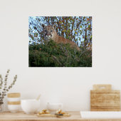 Berg Löwe am Lookout Poster (Küche)