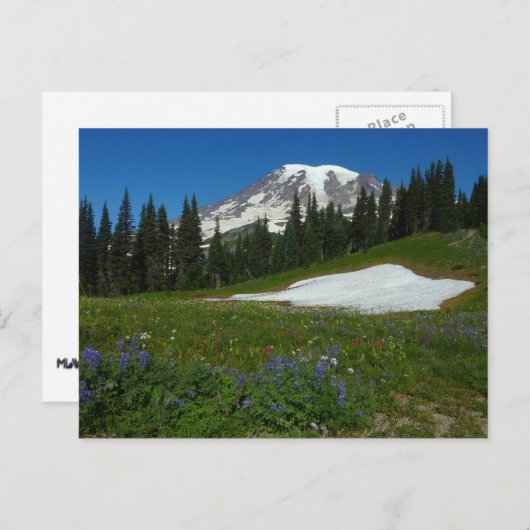 Berg Rainier, Wildblumen und Schnee Postkarte (Vorne/Hinten)