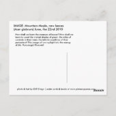 Bergahorn Postkarte (Rückseite)