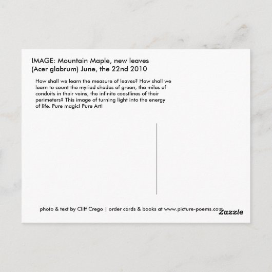 Bergahorn Postkarte (Rückseite)