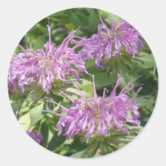 Bergamont Bee Balm Sticker (Vorderseite)