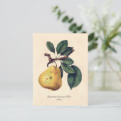 Bergamotte Crassane d'Hiver (Birne) Postkarte (Stehend Vorderseite)