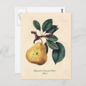 Bergamotte Crassane d'Hiver (Birne) Postkarte (Vorne/Hinten)