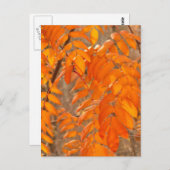 Bergash-Blätter im Herbst Postkarte (Vorne/Hinten)