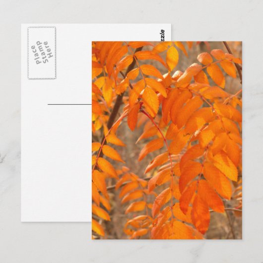 Bergash-Blätter im Herbst Postkarte (Vorne/Hinten)