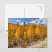 Bergaspenwald in Herbstfarben Postkarte (Vorne/Hinten)
