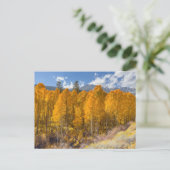 Bergaspenwald in Herbstfarben Postkarte (Stehend Vorderseite)